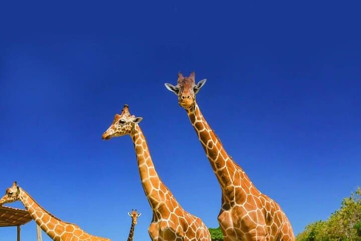 Full day Costa Rican Safari Shared Tour