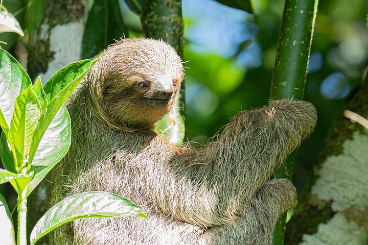 La Fortuna Butterfly Garden and wildlife Park GROUP Tour