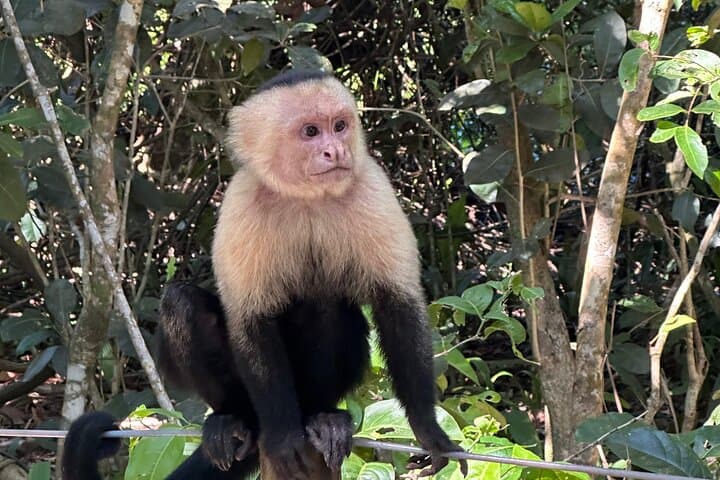 Manuel Antonio Guided Tour