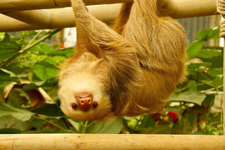 Selvatura Sloth Habitat