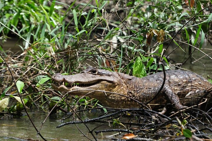 Alligator