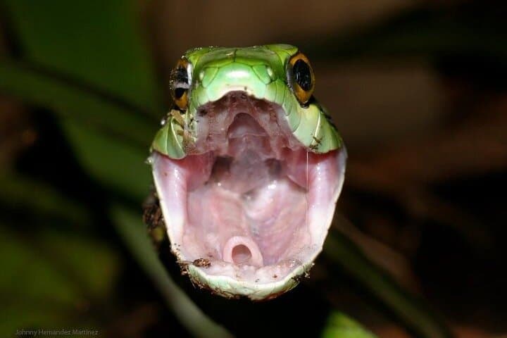 Jungle Night Walk Manuel Antonio