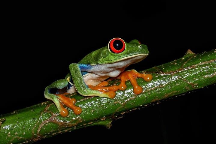 Spot rare and colorful frogs during your night adventure!