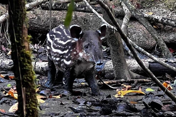 Tapir Bebé