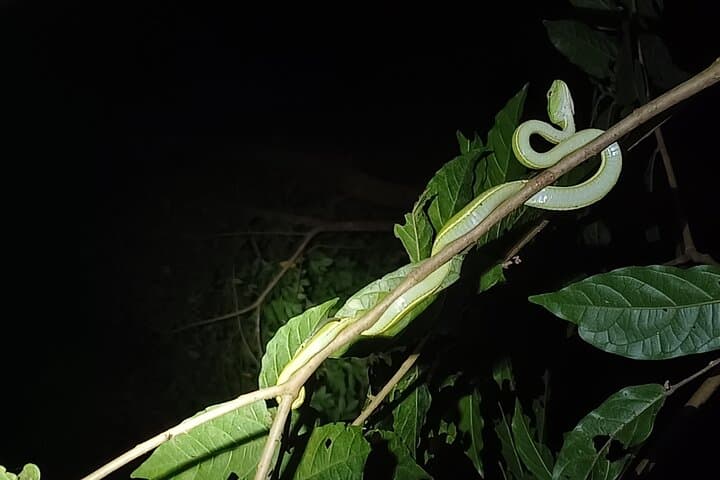 Naturegocr Monteverde