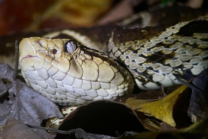 The unmistakable Fer-de-lance Viper (Bothrops asper) Night Tour along the Trails of Hotel Playa Espadilla. Costa Rica.