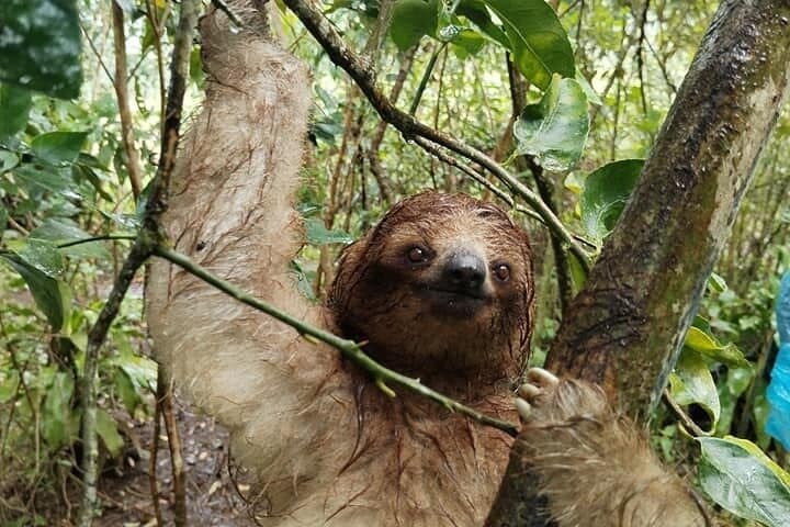 Sloth Bear Watching & Nature Tour in Llanos de Cortes