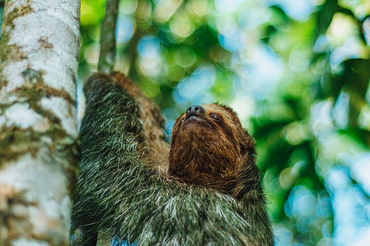 Sloth Watching Tour in Arenal – Easy Nature Walk for All Ages