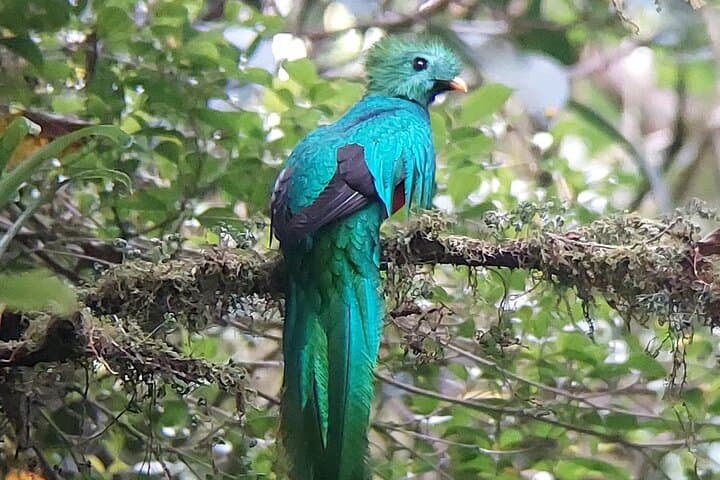 Male Ketal Guided Nature Walk in Monteverde Cloud Forest