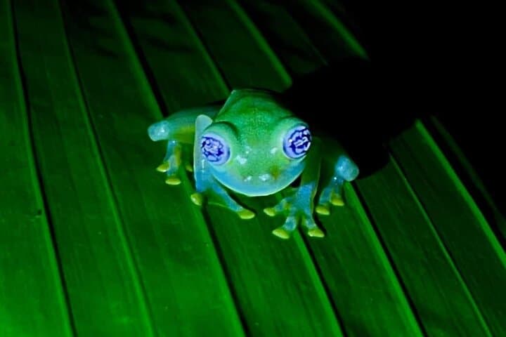 Night Tour in the Tropical Forest