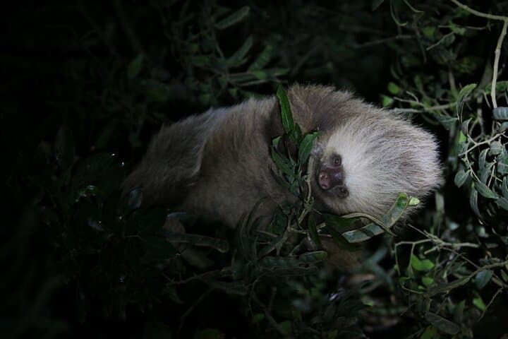 Hofman's two-fingered sloth
Night tour, nature walk
with Alma Tour Monteverde