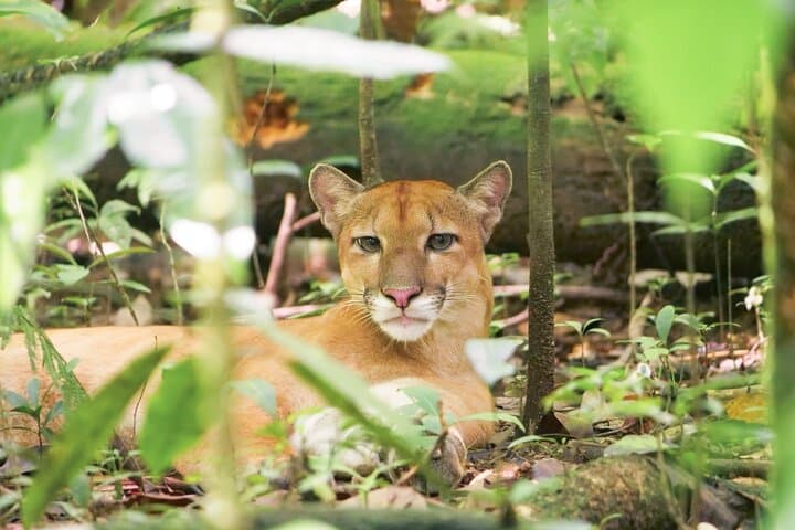 The elusive puma in Corcovado.
