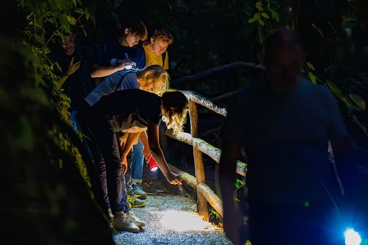 Rainforest Night Walk