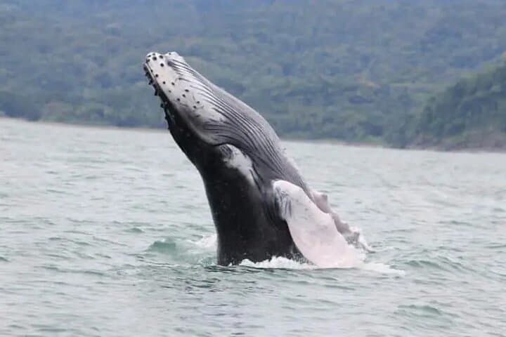 Whale watching Combo Tour Marino Ballena National Park (mid day)