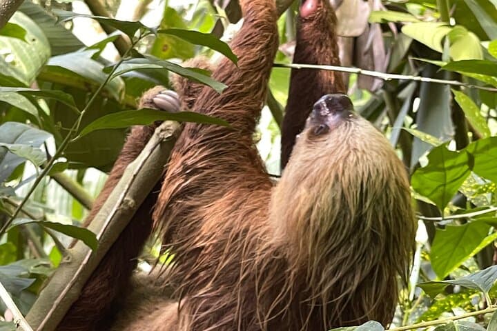 Manuel Antonio Night Tour Small group