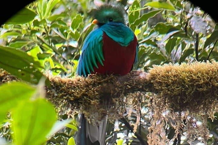 Male Resplendent Quetzal observed during a small-group guided tour in the Monteverde Cloud Forest, led by Jason Rojas, professional naturalist guide with Alma Tours.