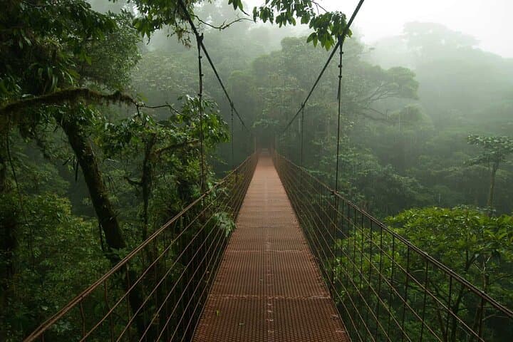 Whispers of the Mist A Cloud Forest Experience