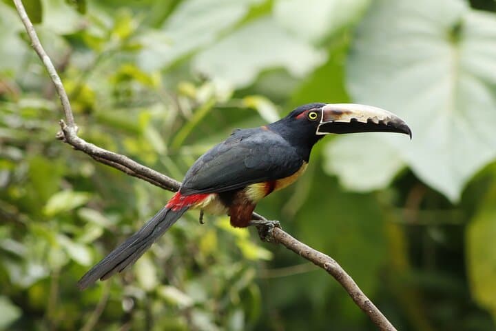 Photo of a toucanet in ANURA