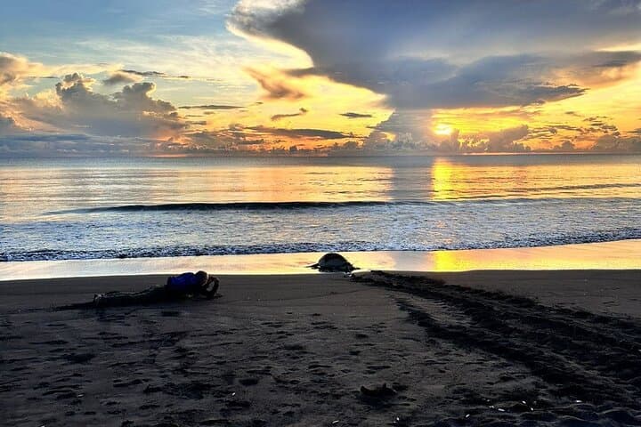 Tortuguero National Park Turtle Tour