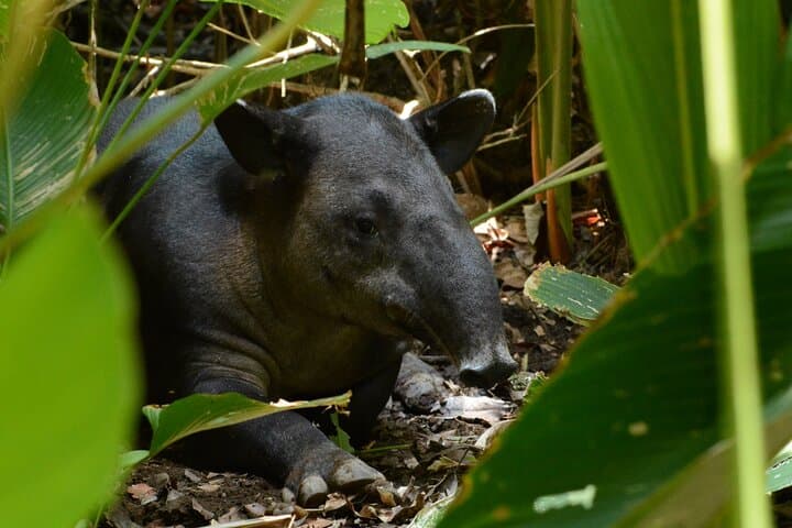 Hike in Corcovado National Park : San Pedrillo-Campanario