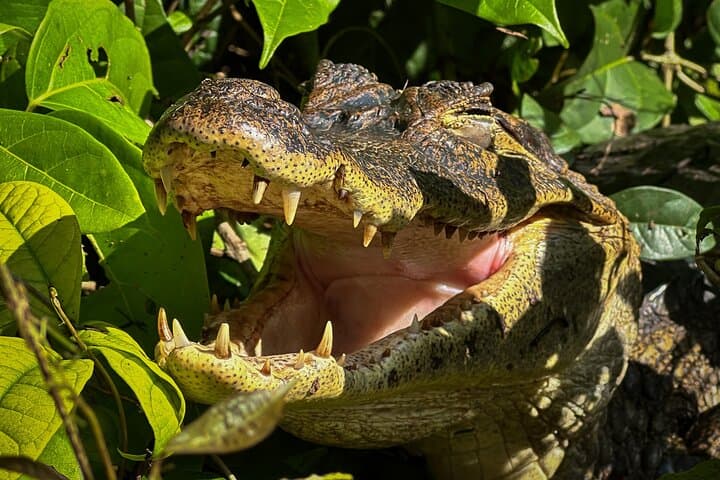 Caiman Close-Up – Iconic Predator in Tortuguero Canals