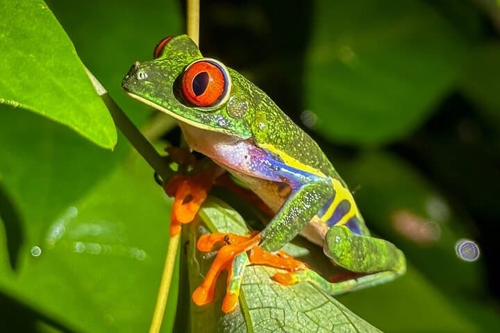 Spot Red-Eyed Frogs – Icons of the Rainforest