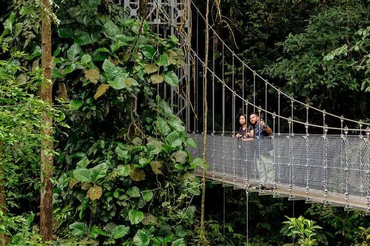 Puentes Colgantes al Amanecer: Fauna y Tranquilidad.