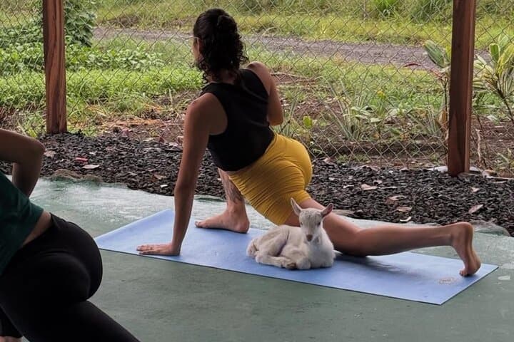 Goat Yoga with Volcano Views