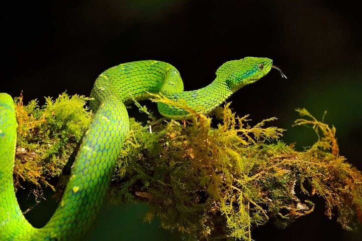 Side striped palm pit viper