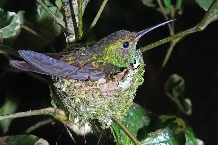 Hummingbird.