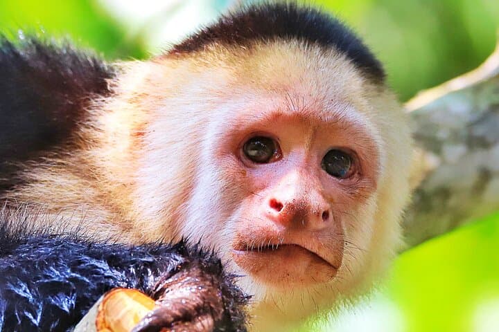 Discover Wildlife & Monkeys on a 2-Hours Kayak Tour in Quepos