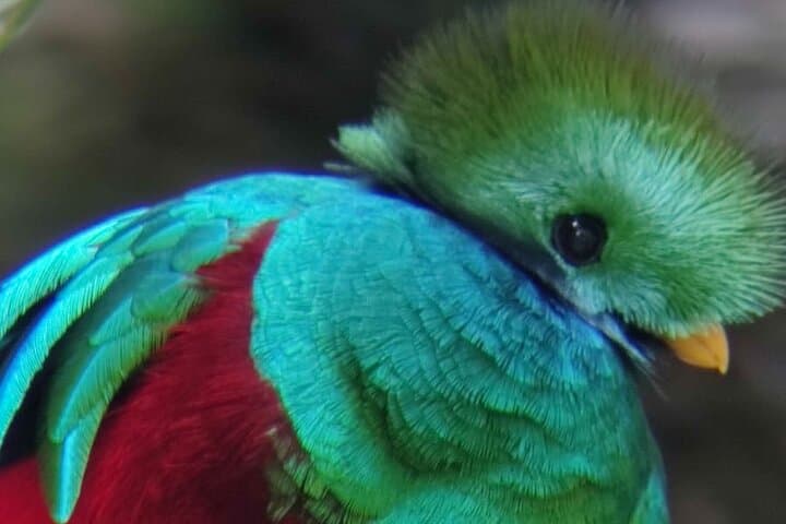 Resplendent Quetzal Johnny loves nature Monteverde Hanging bridges cloud forest tour