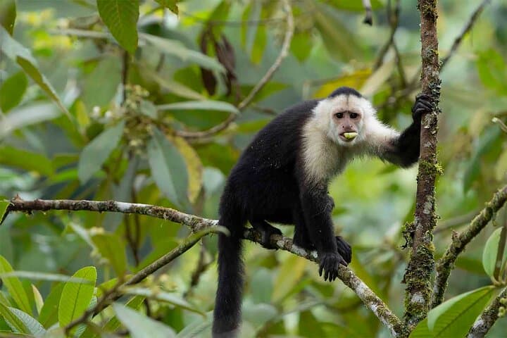 Explore Corcovado in 3 Days 2 Nights at Siren Biological Station