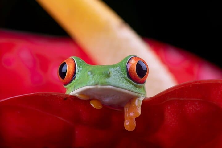 Red Eyed tree frog