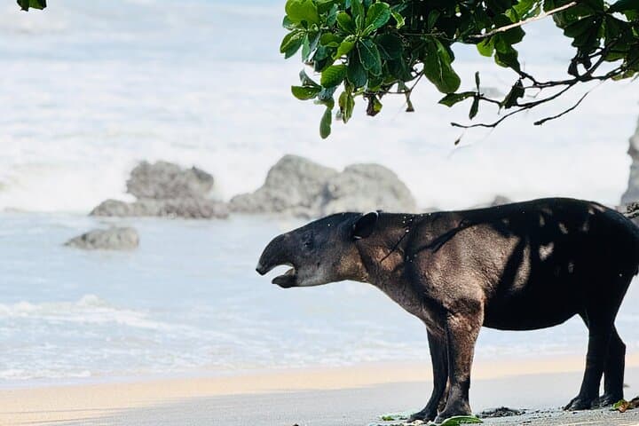 Corcovado Hiking Tour