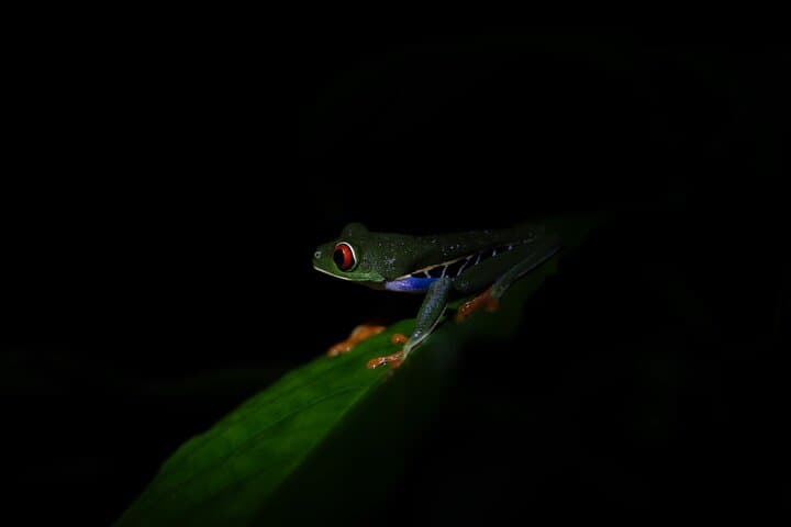 Unmissable night hike through the rainforest with dinner included