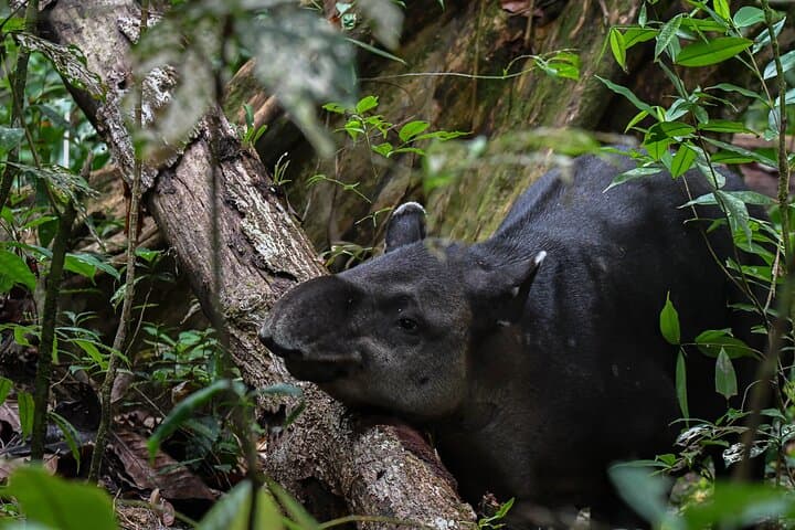Corcovado National Park Adventure – Guided San Pedrillo Hike