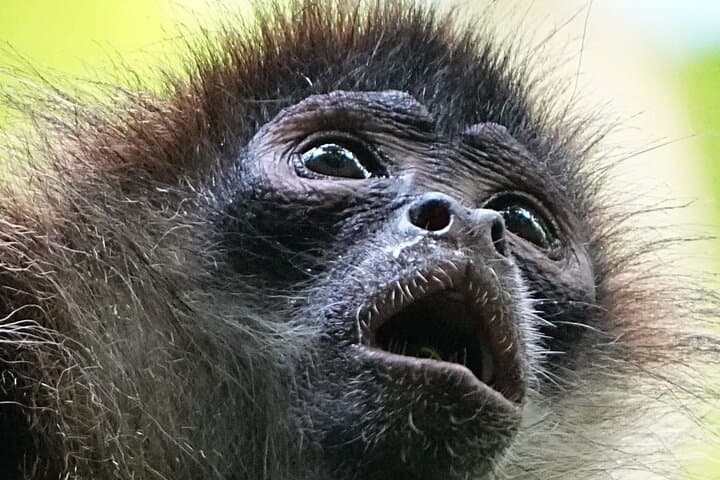 Spider Monkey