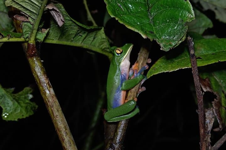 Monteverde Night Experience