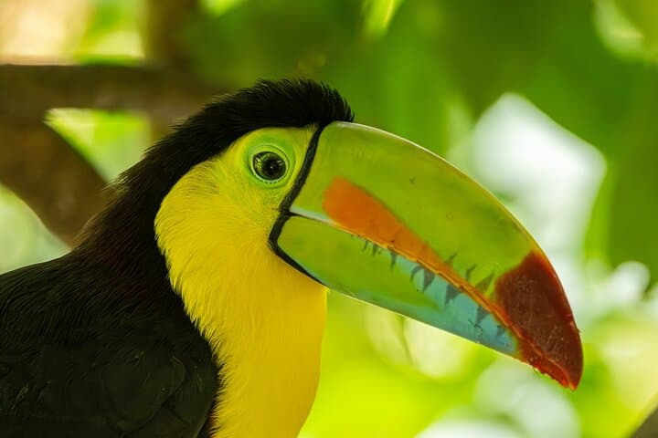 bird-watching-tour-tropical-species-rainforest-costa-rica