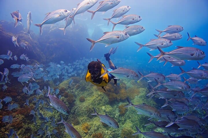 Cano Island Snorkeling Tour From Uvita