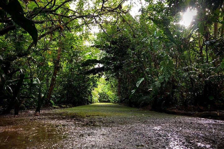 Rainforest Wildlife Walk