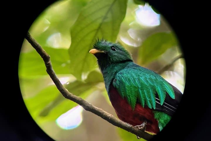 "A Resplendent Quetzal in its natural habitat within the forests of Monteverde."