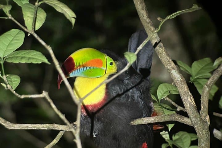 Keel-Billed Toucan