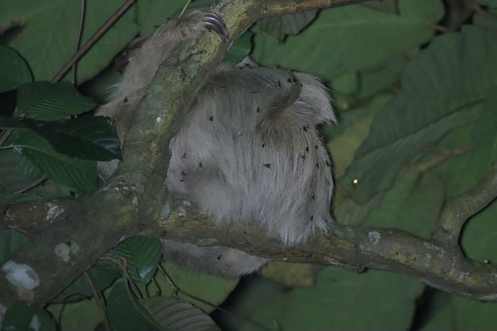 Sloth Night Tour | Family-Friendly Night Walk in La Fortuna