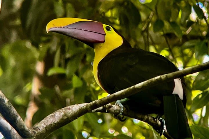Sunrise Birdwatching at Arenal Volcano
