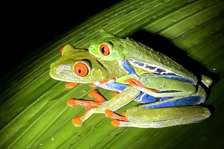 La Fortuna Sunset Frog and Butterfly Sanctuary!