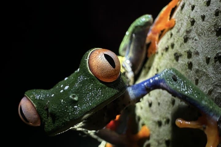 La Fortuna Night Walk - Sloths, Frogs, & Wildlife (Small Group)
