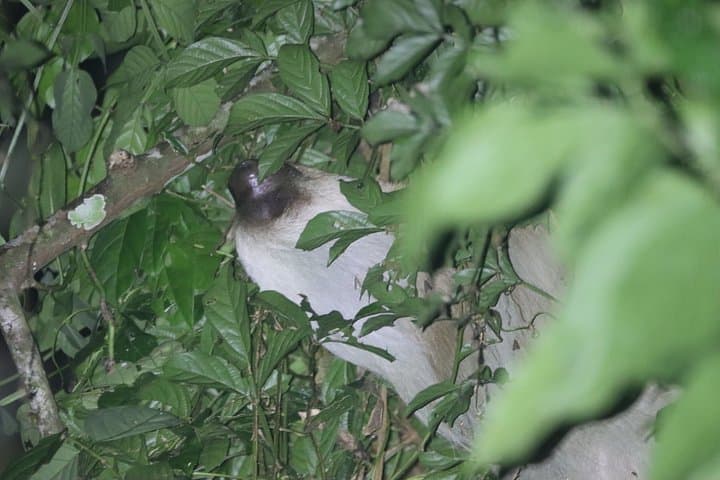 Family Night Walk │ Sloths Spotting (French)