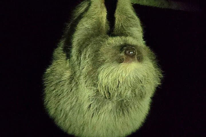 Monteverde Night Walk: Wildlife & Expert guide